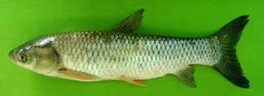 Image result for Ctenopharyngodon idella