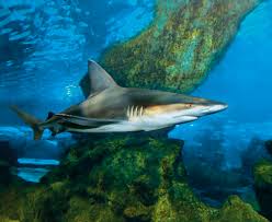 Image result for Carcharhinus plumbeus