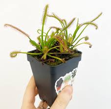 Image result for Drosera