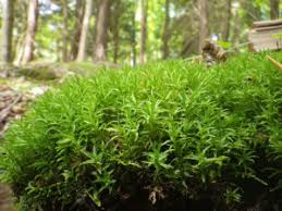 Attēlu rezultāti vaicājumam “Atrichum undulatum sporophyte”