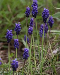 Attēlu rezultāti vaicājumam “Muscari neglectum”