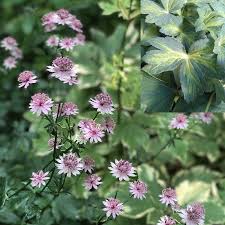 Attēlu rezultāti vaicājumam “Astrantia major leaf”