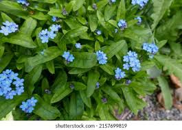 Attēlu rezultāti vaicājumam “Myosotis sparsiflora flower”