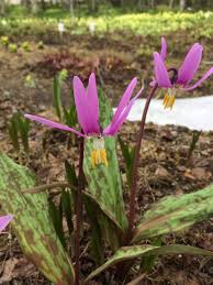 Attēlu rezultāti vaicājumam “Erythronium sibiricum”