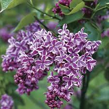 Attēlu rezultāti vaicājumam “Syringa vulgaris flower”