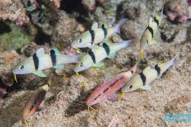 Image result for Parupeneus trifasciatus