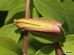 Attēlu rezultāti vaicājumam “Oncocera semirubella”