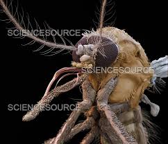 Attēlu rezultāti vaicājumam “Culex pipiens female”