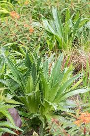 Attēlu rezultāti vaicājumam “Carlina biebersteinii leaf”