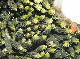 Attēlu rezultāti vaicājumam “Racomitrium canescens”