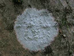 Attēlu rezultāti vaicājumam “Phlyctis agelaea”