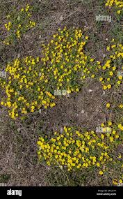 Attēlu rezultāti vaicājumam “Potentilla arenaria”
