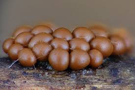 Attēlu rezultāti vaicājumam “Trichia varia spores”