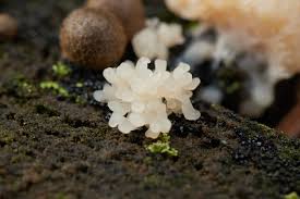 Attēlu rezultāti vaicājumam “Ceratiomyxa morchella macro”