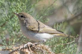 Image result for Phylloscopus orientalis