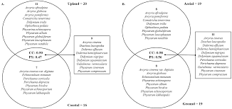 Attēlu rezultāti vaicājumam “Physarum notabile”