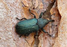 Attēlu rezultāti vaicājumam “Magdalis sp.”