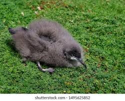 Image result for Puffinus puffinus