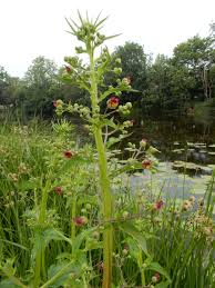 Attēlu rezultāti vaicājumam “Scrophularia umbrosa flower”