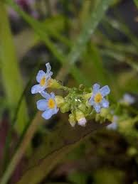 Attēlu rezultāti vaicājumam “Myosotis laxa subsp. baltica flower”