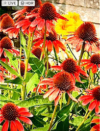 Attēlu rezultāti vaicājumam “Echinacea purpurea flower”