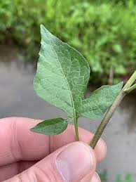 Attēlu rezultāti vaicājumam “Solanum dulcamara leaf”