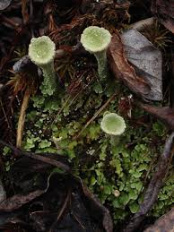 Attēlu rezultāti vaicājumam “Cladonia fimbriata”