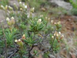 Attēlu rezultāti vaicājumam “Cistaceae”