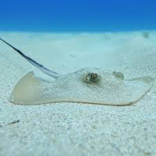Image result for Dasyatis pastinaca
