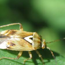 Attēlu rezultāti vaicājumam “Lygus pratensis imago”