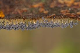 Attēlu rezultāti vaicājumam “Willkommlangea reticulata young”