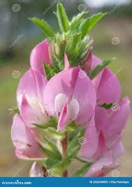 Attēlu rezultāti vaicājumam “Ononis arvensis flower”