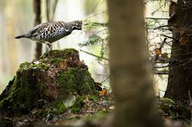 Attēlu rezultāti vaicājumam “Bonasa bonasia eggs”