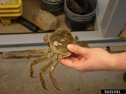 Image result for Eriocheir sinensis