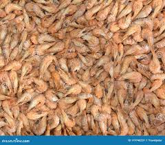 Attēlu rezultāti vaicājumam “Crangon crangon”