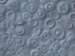 Attēlu rezultāti vaicājumam “Sphacelotheca hydropiperis”