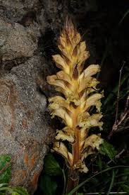 Attēlu rezultāti vaicājumam “Orobanche reticulata flower”