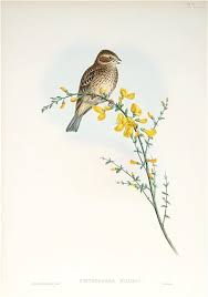 Image result for Emberiza calandra