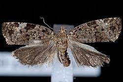 Attēlu rezultāti vaicājumam “Dichelia histrionana”