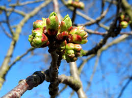 Attēlu rezultāti vaicājumam “Cerasus bud”
