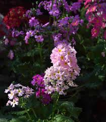 Image result for Primula malacoides