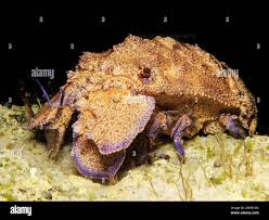 Image result for Scyllarides latus