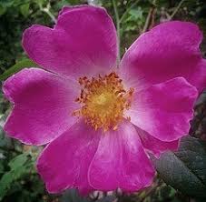 Attēlu rezultāti vaicājumam “Rosa glabrifolia”