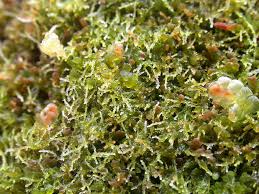 Attēlu rezultāti vaicājumam “Cephalozia loitlesbergeri”