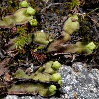 Attēlu rezultāti vaicājumam “Marchantiopsida”