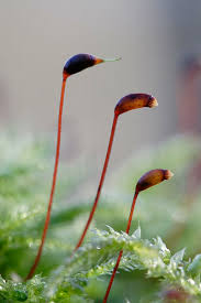 Attēlu rezultāti vaicājumam “Eurhynchium hians”