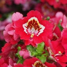 Image result for Schizanthus