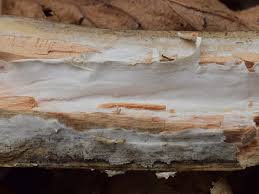 Attēlu rezultāti vaicājumam “Antrodia albida”