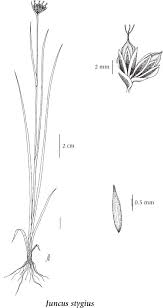 Attēlu rezultāti vaicājumam “Juncus stygius”