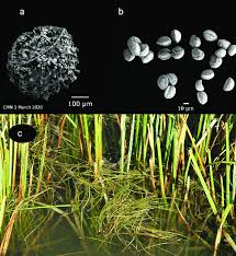 Attēlu rezultāti vaicājumam “Isoetes echinospora leaf”